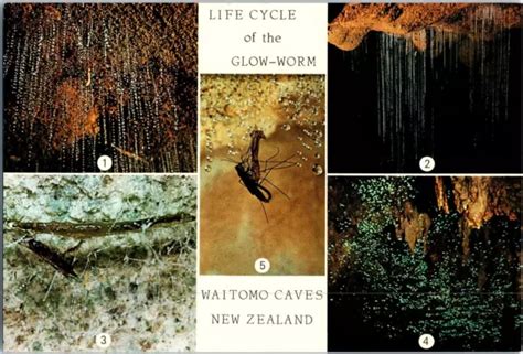 LIFE CYCLE OF the Glow Worm Waitomo Caves New Zealand Postcard £6.31 ...