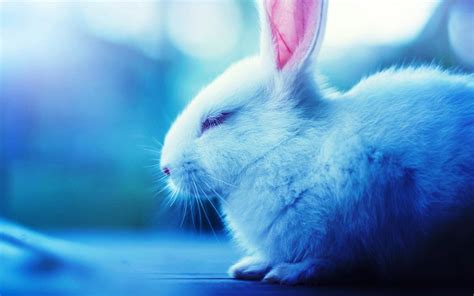 White Rabbit HD Wallpapers - Wallpaper Cave