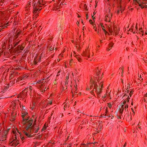 Acer palmatum dissectum 'Crimson Queen' - Evergreen Nursery