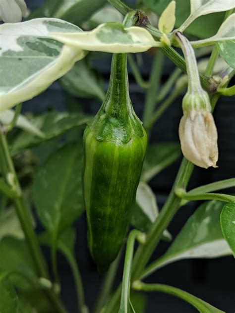 First pod on my fish pepper plant! I absolutely love the colors. Can't ...