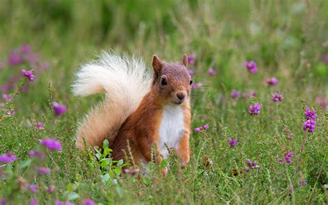 animals, Nature, Squirrel, Purple Flowers, Wildflowers Wallpapers HD ...