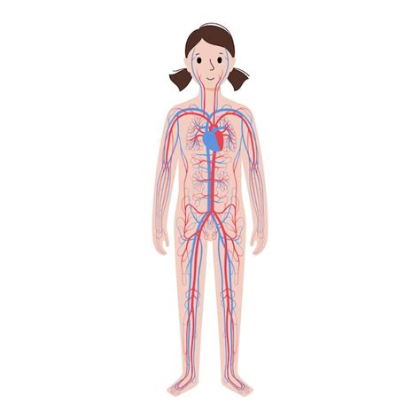 Premium Vector | Human circulatory system