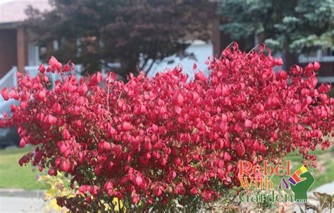 Growing Burning Bush for fall color – Rebel with a garden