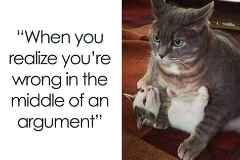 ‘Cats On Catnip’: 50 Funny And Relatable Cat Memes We Loved A Lot ...