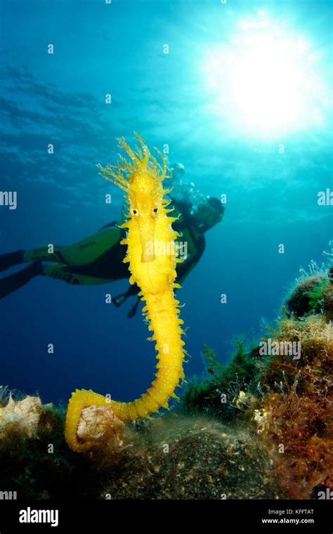 Long-snouted Seahorse, Hippocampus guttulatus and scuba diver, Island ...