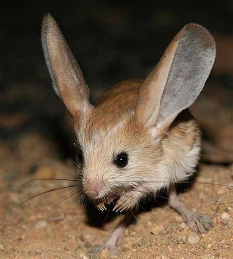 Awesome Animal - Jerboa - Stan C. Smith