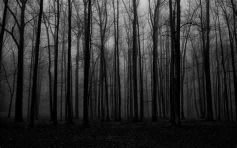 forest, Mist, Spooky HD Wallpapers / Desktop and Mobile Images & Photos