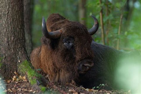 In photos: the battle for Poland's ancient Bialowieza forest ...