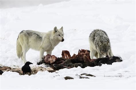 Arctic Wolf Hunting