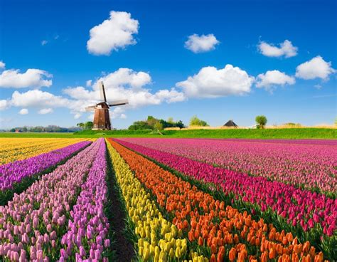 Photos of Places That Don't Look Real | Travel Trivia/ Tulip Fields ...