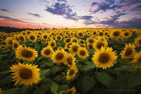 Field of Sunflowers at Sunset. Newbury, Massachusetts. [2400x1600] [OC ...