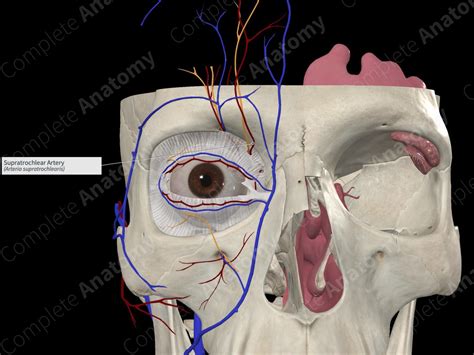 Supratrochlear Artery | Complete Anatomy