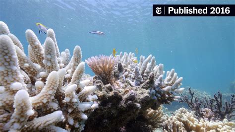 Bleaching May Have Killed Half the Coral on the Northern Great Barrier ...