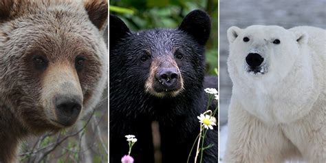 New Bear on the Block: Grizzlies Spotted in Black and Polar Bear ...