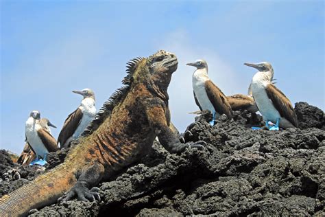 The Amazing Animals and Attractions of The Galápagos Islands – Yacht ...