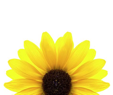 Yellow Flower On White Background by Alan Bailey