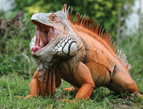 Common iguana | lizard | Britannica