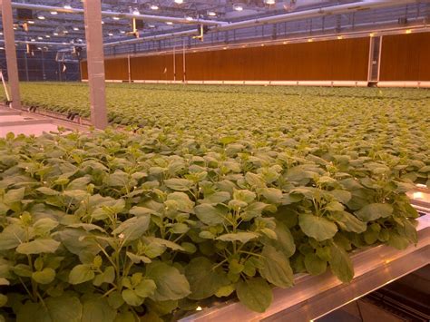 tobacco-plants | Research Matters