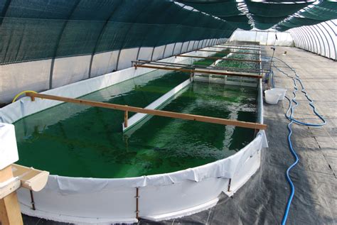 Rajiv Babu Chintala: Spirulina Cultivation