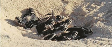 Baby turtles hatching #gif | Turtle hatching, Baby turtles, Baby animals