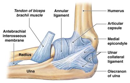 Elbow Joint Diagram