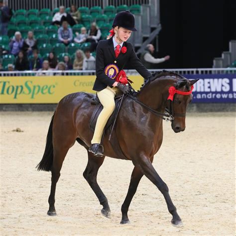 The British Riding Pony - The National Pony Society