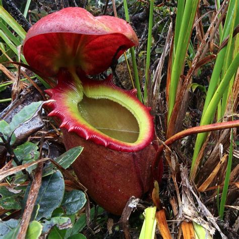 Nepenthes Rajah Seeds – Nepseeds