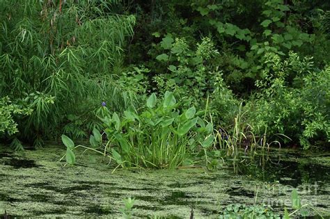 Swamp Plants Photograph by Anne O'Reilly - Pixels