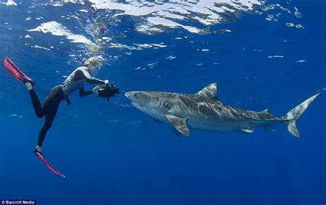 Stefanie Brendl: The diver swimming with tiger sharks in Hawaii | Daily ...