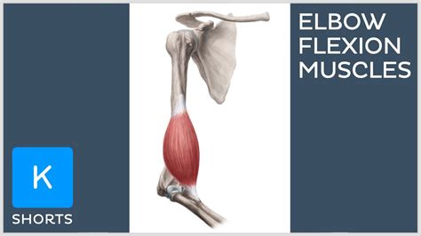 Elbow Flexion And Extension