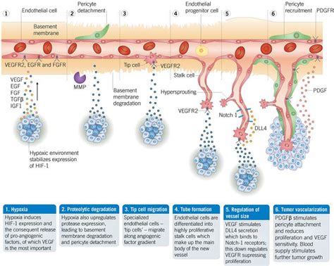 Angiogenesis | Cell Biology | Tocris Bioscience