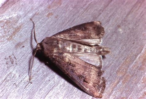 Bogong Moth - The Australian Museum