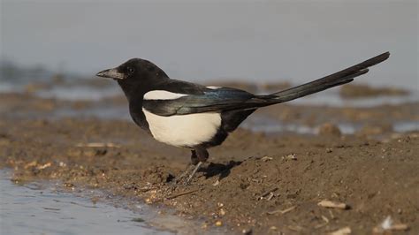 Listen to the Bird Song of the Eurasian Magpie, or Pica Pica | Britannica