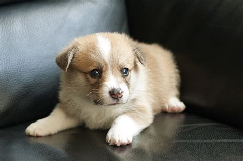 Cute Overload: 10 Dog Breeds That Have The Cutest Puppies