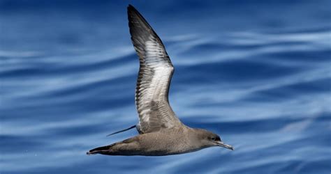 Sooty Shearwater Life History, All About Birds, Cornell Lab of Ornithology