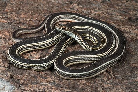 Striped Whipsnake Facts, Description, Diet, and Pictures