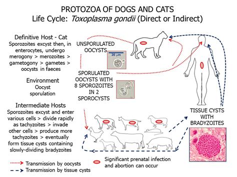 Toxoplasmosis Gondii Life Cycle