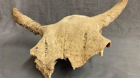 1,000-Year-Old Buffalo Jump Discovered in Wyoming | ARCHAEOLOGY WORLD