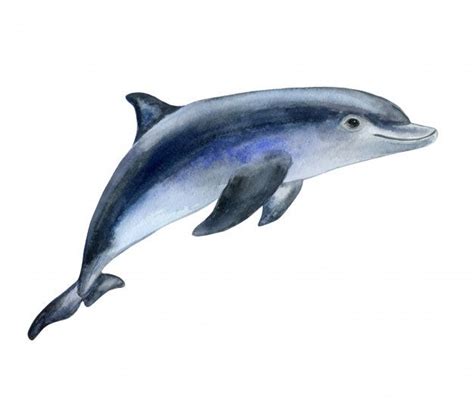 Premium Vector | Dolphin in watercolor | Dolphin painting, Dolphin art ...