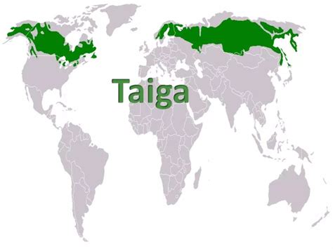 PPT - Taiga PowerPoint Presentation, free download - ID:1954099