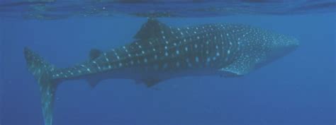 Swimming with Whales Sharks at Ningaloo Reef