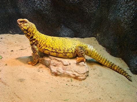 Uromastyx Care: The Complete Guide | Reptile Advisor