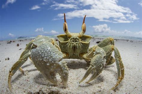 ghost crab anatomy - Google Search | Crab, Ghost, Animals