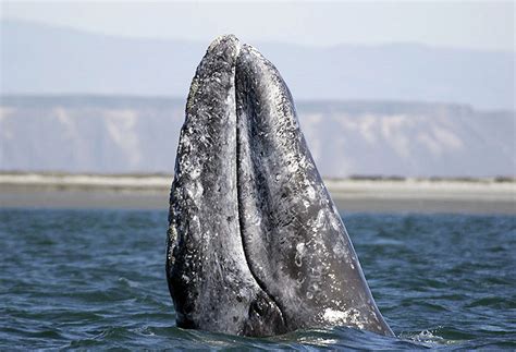 Gray Whales in the Eastern North Pacific | NOAA Fisheries