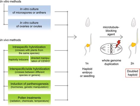 Overview of methods for haploid induction in plants. In vitro methods ...