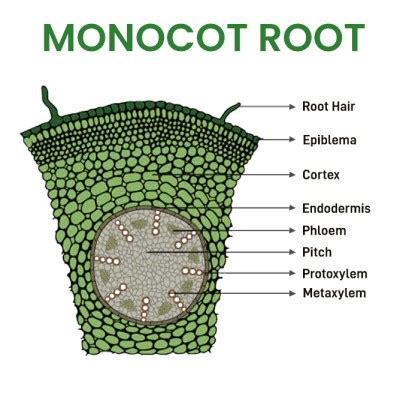 Difference between Dicot and Monocot Root - GeeksforGeeks