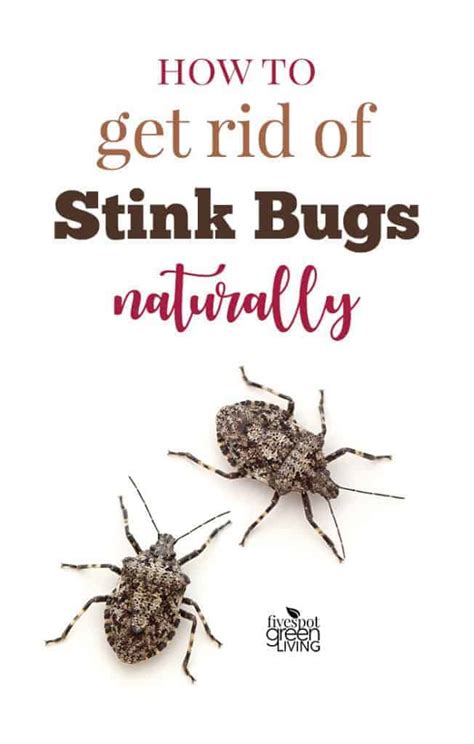 blog-get-rid-stink-bugs - Five Spot Green Living