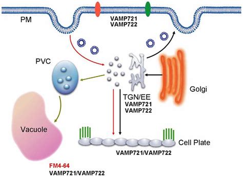 Hypothetical model of vesicle trafficking during cell plate formation ...