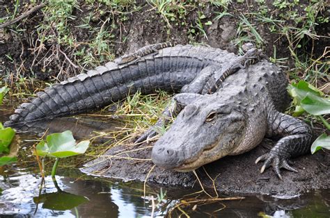 most dangerous animals in florida everglades - Have A Substantial Biog ...