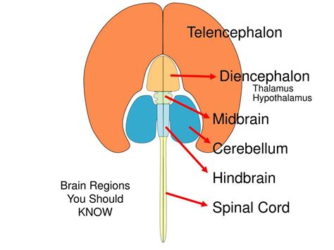 PPT - Telencephalon PowerPoint Presentation, free download - ID:5714939